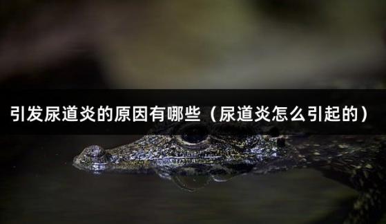 引发尿道炎的原因有哪些（尿道炎怎么引起的）