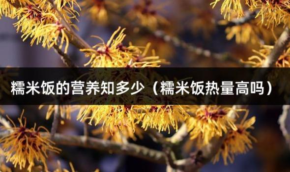 糯米饭的营养知多少（糯米饭热量高吗）