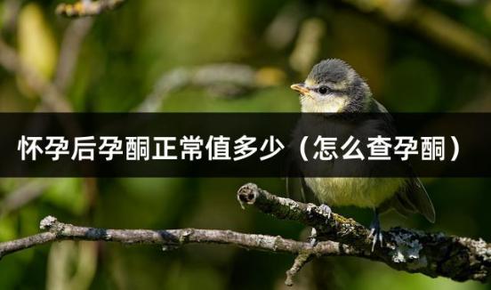 怀孕后孕酮正常值多少（怎么查孕酮）