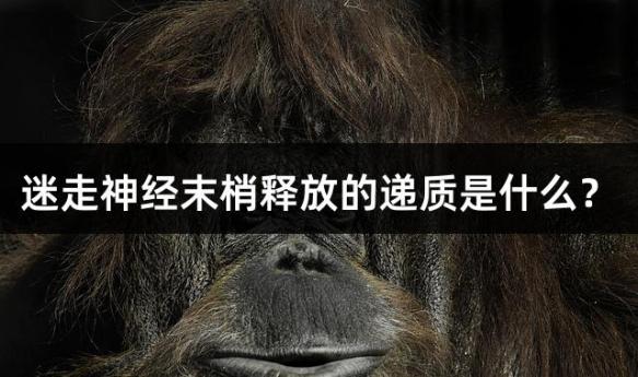 迷走神经末梢释放的递质是什么？