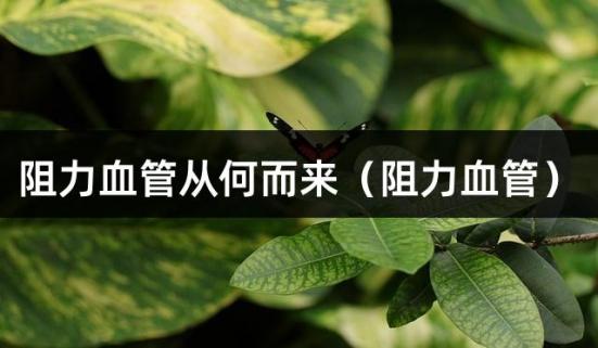 阻力血管从何而来（阻力血管）