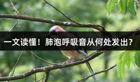 一文读懂！肺泡呼吸音从何处发出？