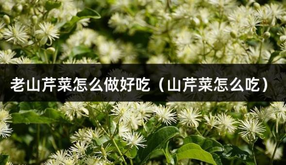 老山芹菜怎么做好吃（山芹菜怎么吃）