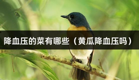 降血压的菜有哪些（黄瓜降血压吗）