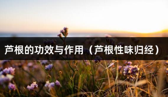 芦根的功效与作用（芦根性味归经）