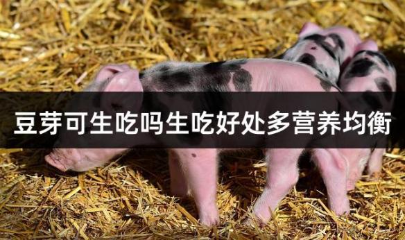 豆芽可生吃吗生吃好处多营养均衡