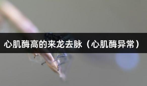 心肌酶高的来龙去脉（心肌酶异常）