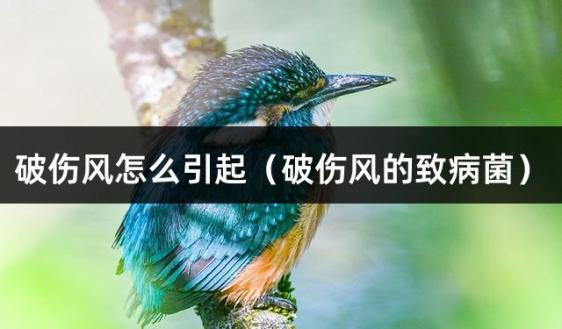 破伤风怎么引起（破伤风的致病菌）