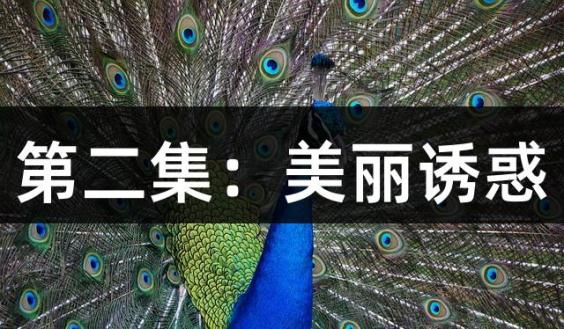 第二集：美丽诱惑