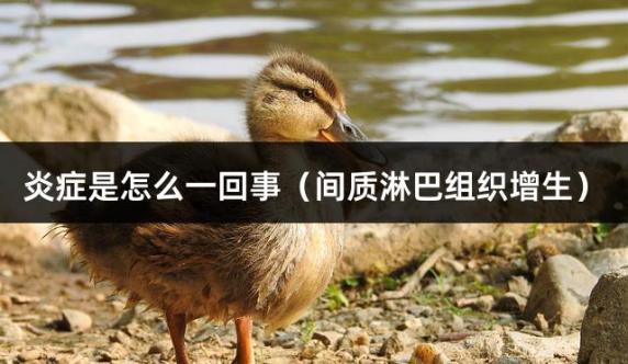 炎症是怎么一回事（间质淋巴组织增生）