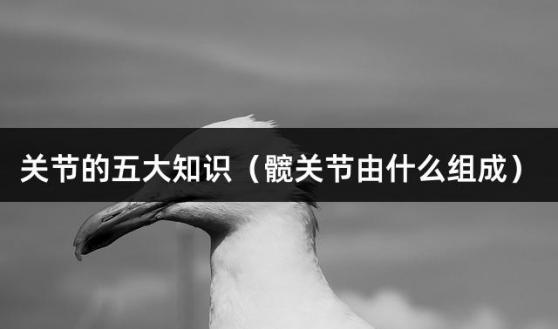 关节的五大知识（髋关节由什么组成）