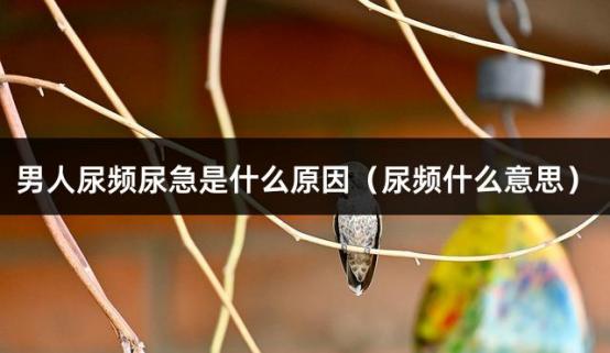 男人尿频尿急是什么原因（尿频什么意思）