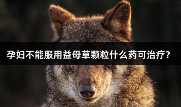 孕妇不能服用益母草颗粒什么药可治疗？