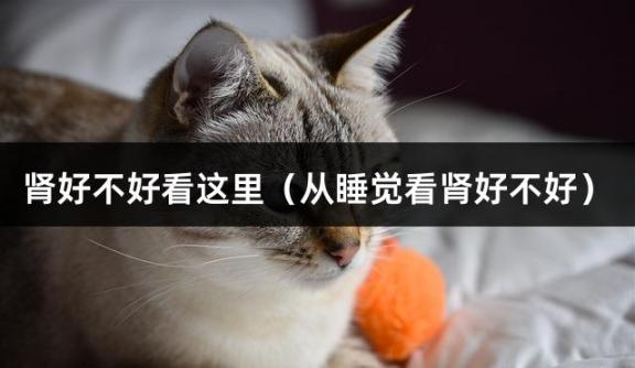 肾好不好看这里（从睡觉看肾好不好）