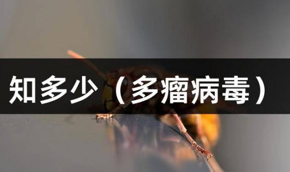 知多少（多瘤病毒）