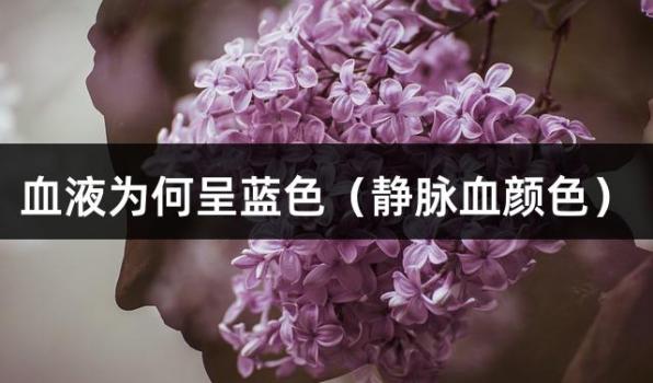 血液为何呈蓝色（静脉血颜色）