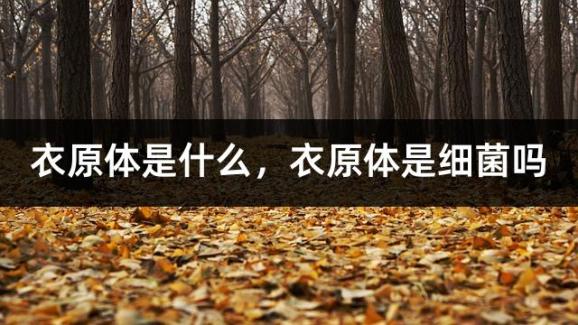 衣原体是什么，衣原体是细菌吗