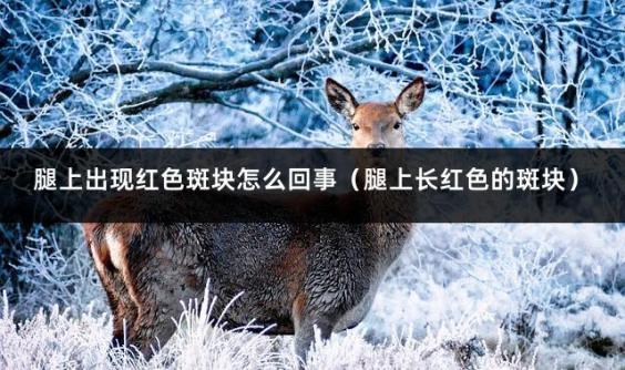 腿上出现红色斑块怎么回事（腿上长红色的斑块）