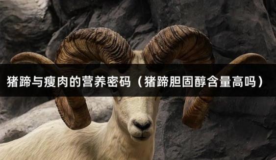 猪蹄与瘦肉的营养密码（猪蹄胆固醇含量高吗）
