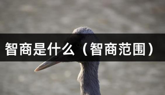 智商是什么（智商范围）