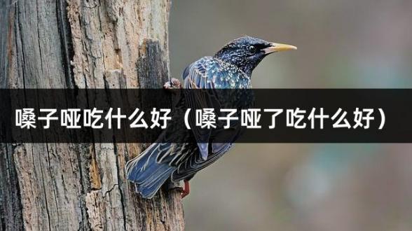 嗓子哑吃什么好（嗓子哑了吃什么好）
