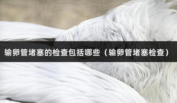 输卵管堵塞的检查包括哪些（输卵管堵塞检查）