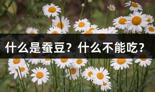 什么是蚕豆？什么不能吃？