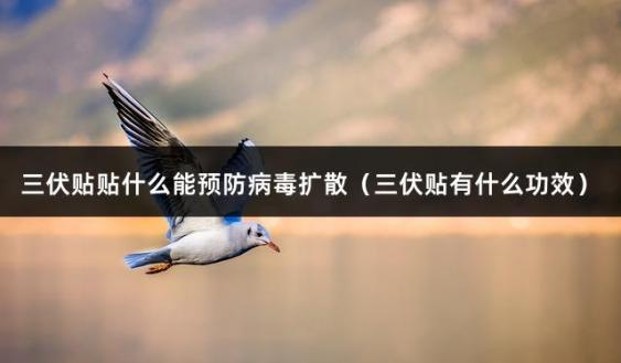 三伏贴贴什么能预防病毒扩散（三伏贴有什么功效）