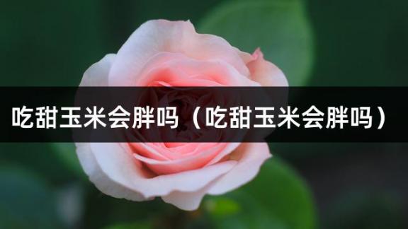 吃甜玉米会胖吗（吃甜玉米会胖吗）