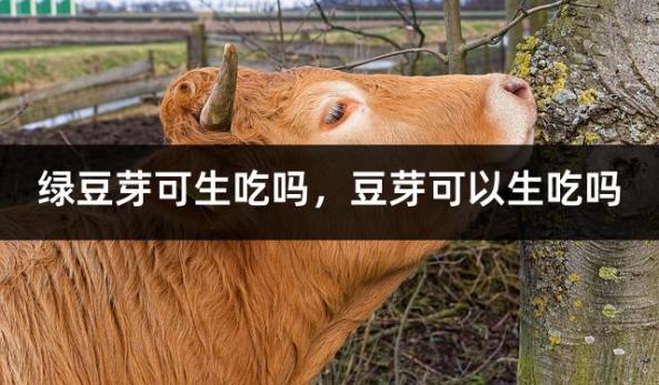 绿豆芽可生吃吗，豆芽可以生吃吗
