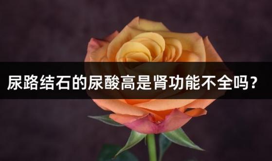 尿路结石的尿酸高是肾功能不全吗？