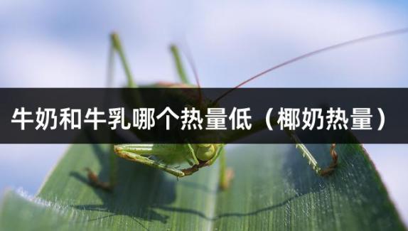 牛奶和牛乳哪个热量低（椰奶热量）