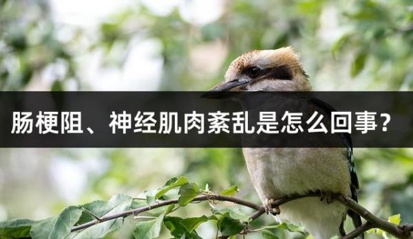 肠梗阻、神经肌肉紊乱是怎么回事？