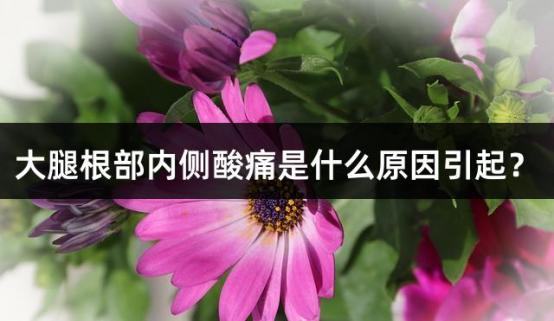 大腿根部内侧酸痛是什么原因引起？