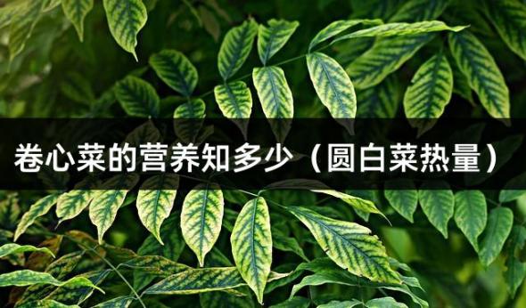 卷心菜的营养知多少（圆白菜热量）