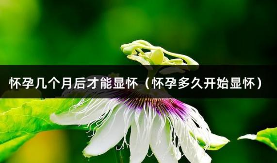 怀孕几个月后才能显怀（怀孕多久开始显怀）