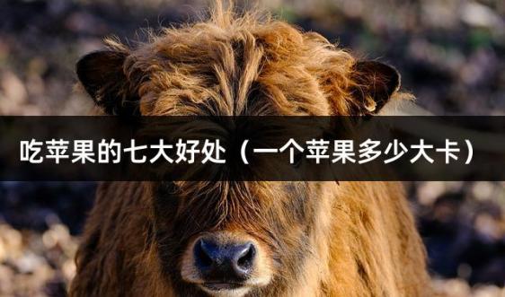 吃苹果的七大好处（一个苹果多少大卡）