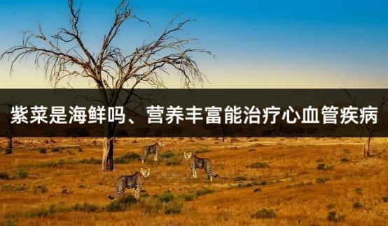 紫菜是海鲜吗、营养丰富能治疗心血管疾病