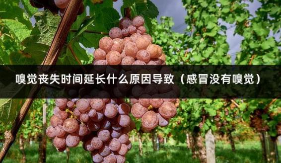 嗅觉丧失时间延长什么原因导致（感冒没有嗅觉）