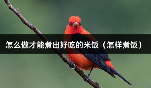 怎么做才能煮出好吃的米饭（怎样煮饭）
