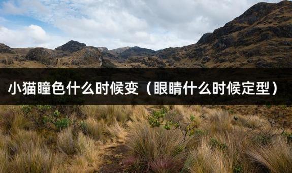 小猫瞳色什么时候变（眼睛什么时候定型）