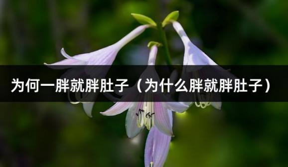 为何一胖就胖肚子（为什么胖就胖肚子）