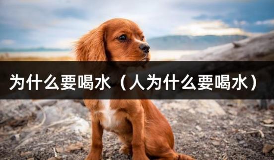 为什么要喝水（人为什么要喝水）