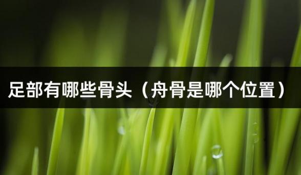 足部有哪些骨头（舟骨是哪个位置）