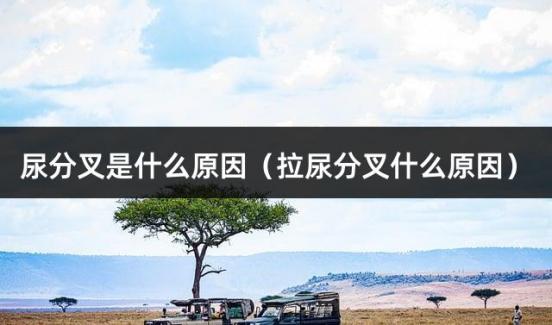 尿分叉是什么原因（拉尿分叉什么原因）