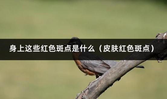 身上这些红色斑点是什么（皮肤红色斑点）