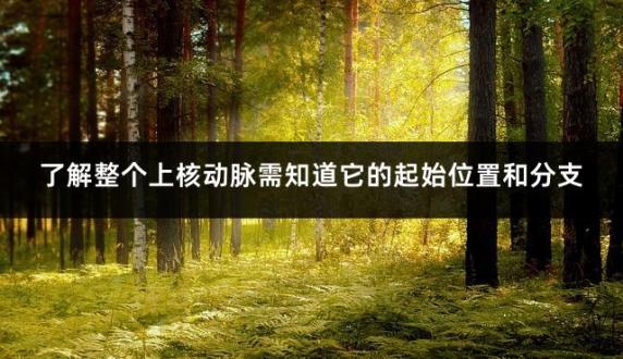 了解整个上核动脉需知道它的起始位置和分支
