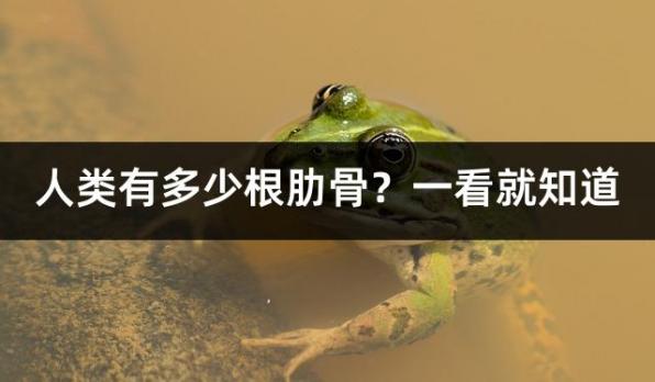 人类有多少根肋骨？一看就知道