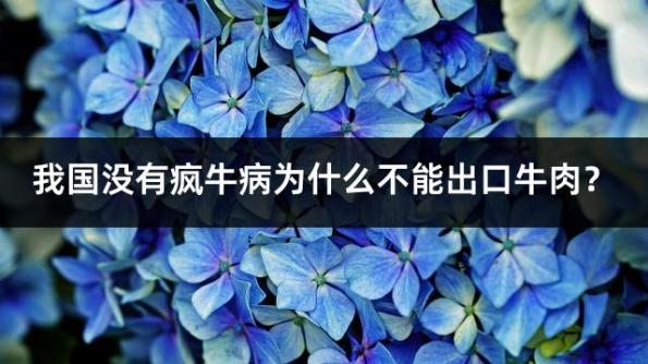我国没有疯牛病为什么不能出口牛肉？