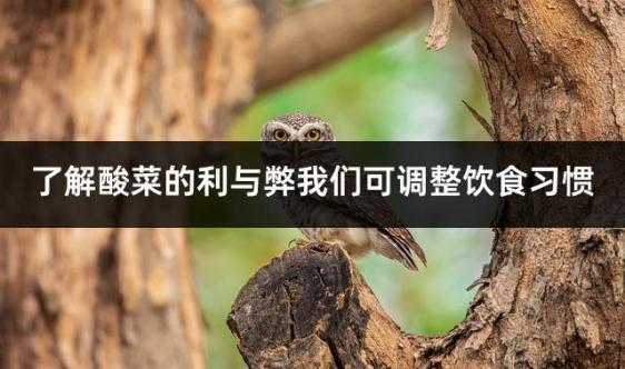 了解酸菜的利与弊我们可调整饮食习惯